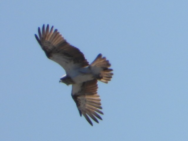 Osprey - ML641043469