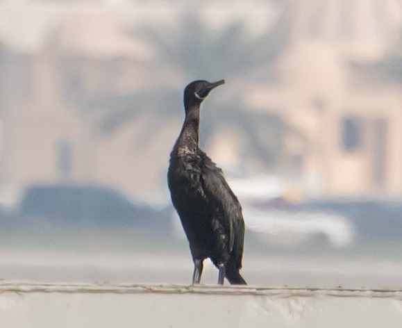 Socotra Cormorant - ML641043470