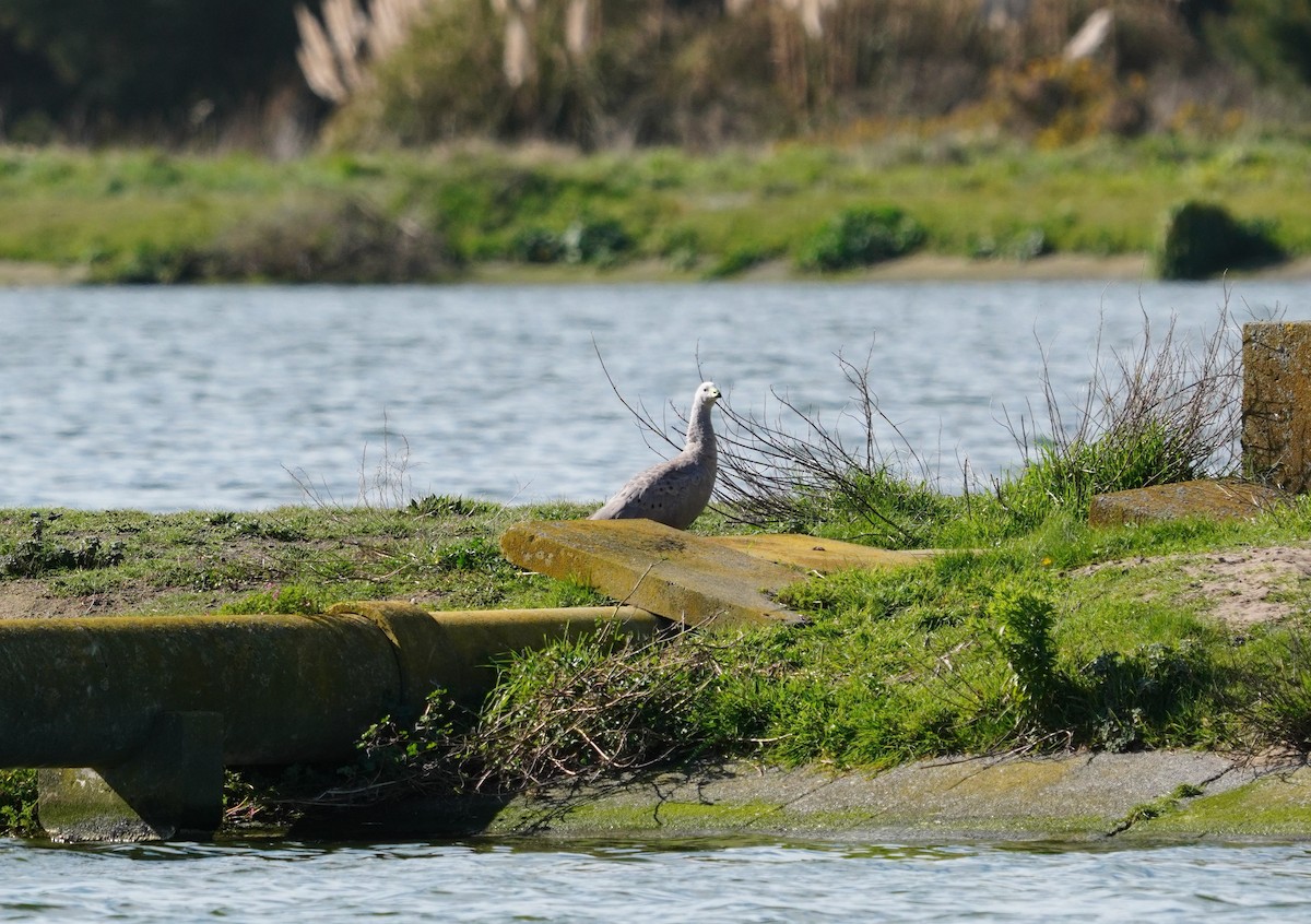 Cape Barren Goose - ML641043471