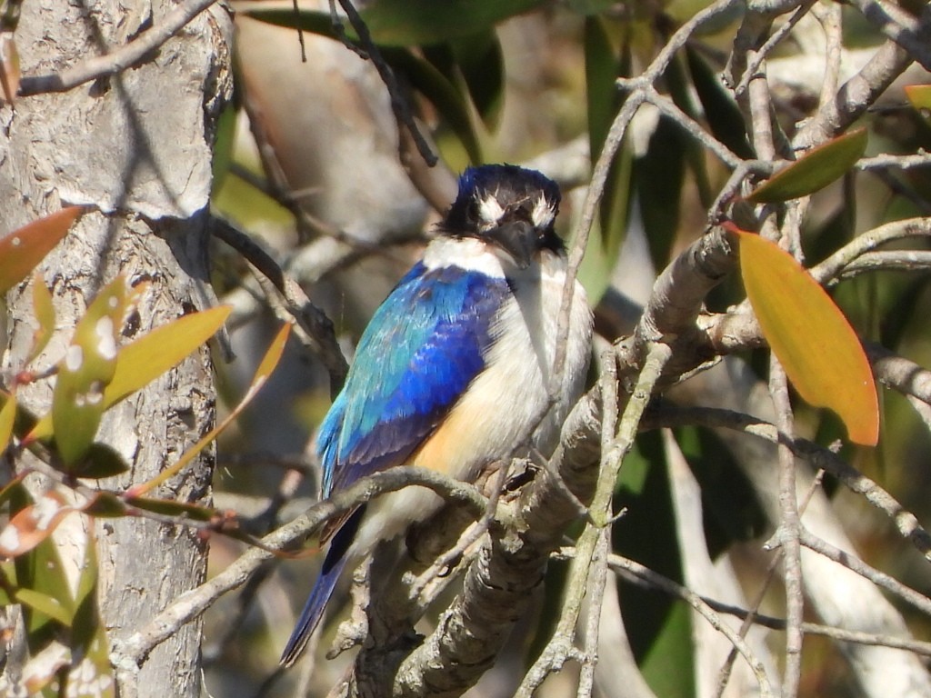 Forest Kingfisher - ML641043472