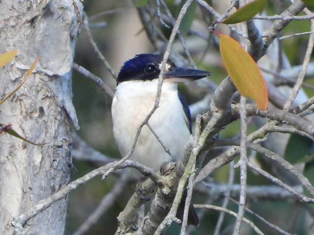 Forest Kingfisher - ML641043473