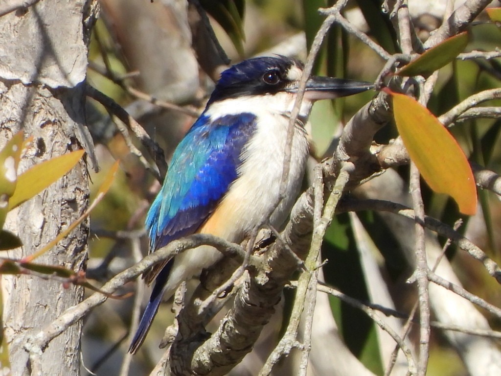 Forest Kingfisher - ML641043474