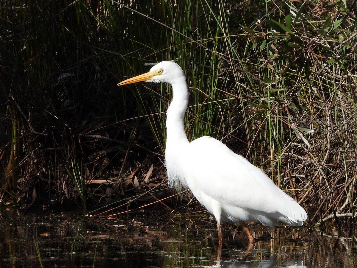 Plumed Egret - ML641043475