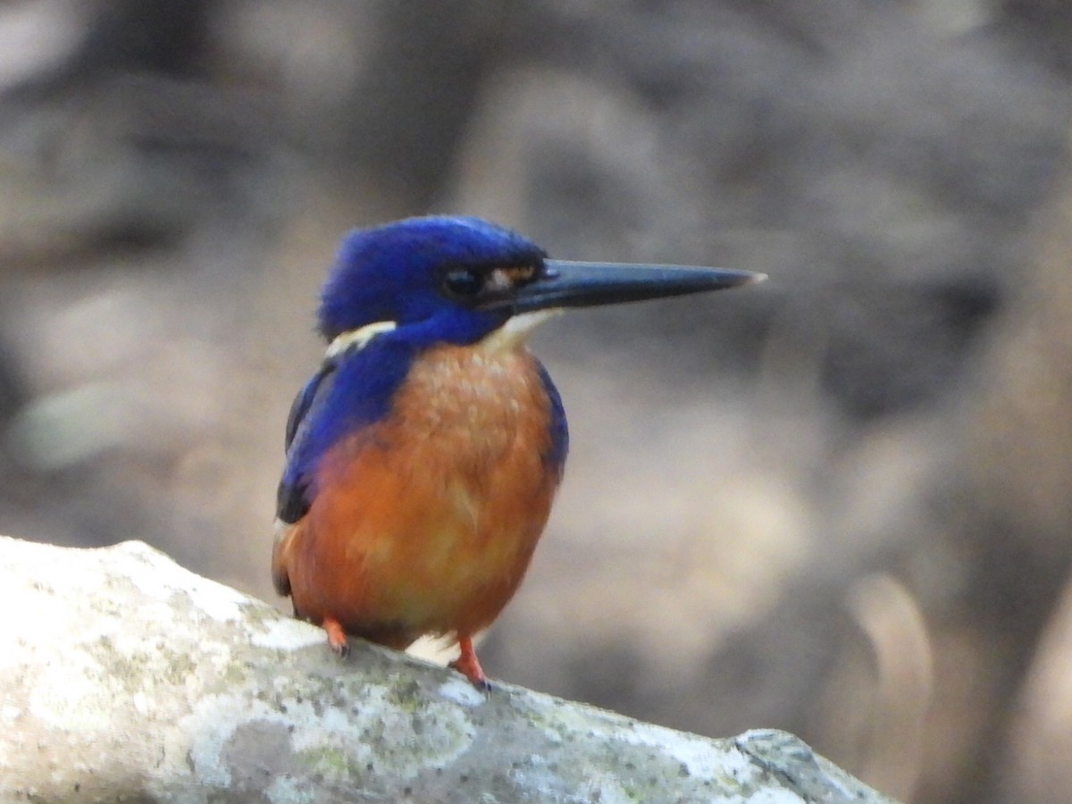 ルリミツユビカワセミ - ML641043477