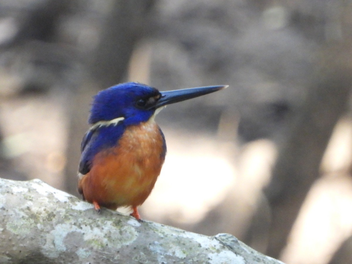 ルリミツユビカワセミ - ML641043478