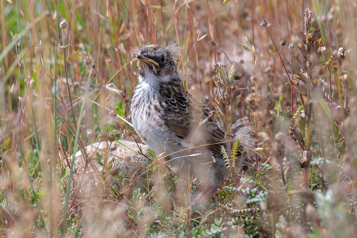 Horned Lark - ML641043492