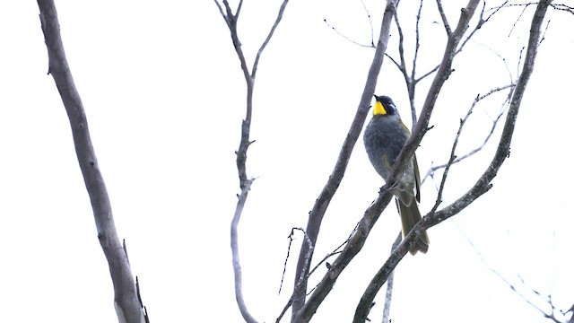 Yellow-throated Honeyeater - ML641043497