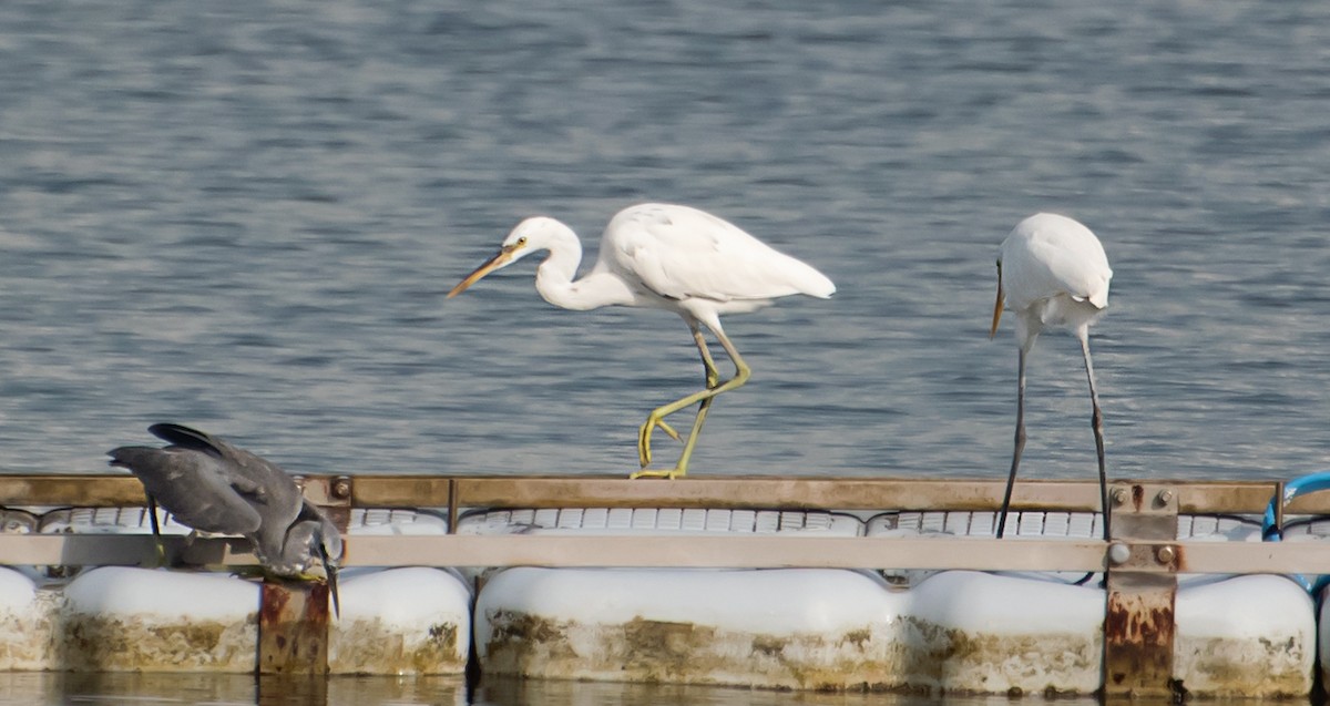 Western Reef-Heron - ML641043515