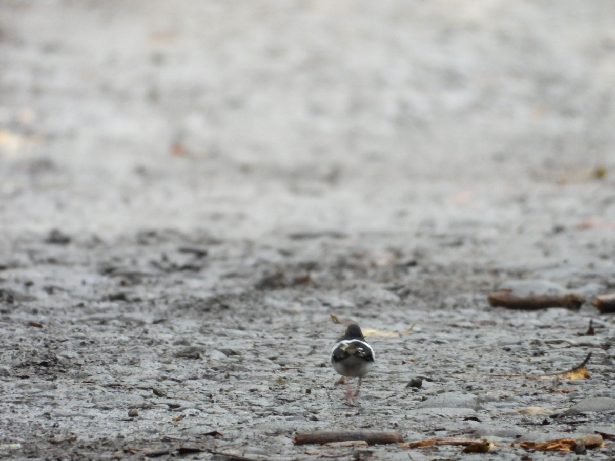 Black-backed Forktail - ML641043534