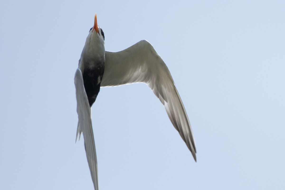 Black-bellied Tern - ML641043535