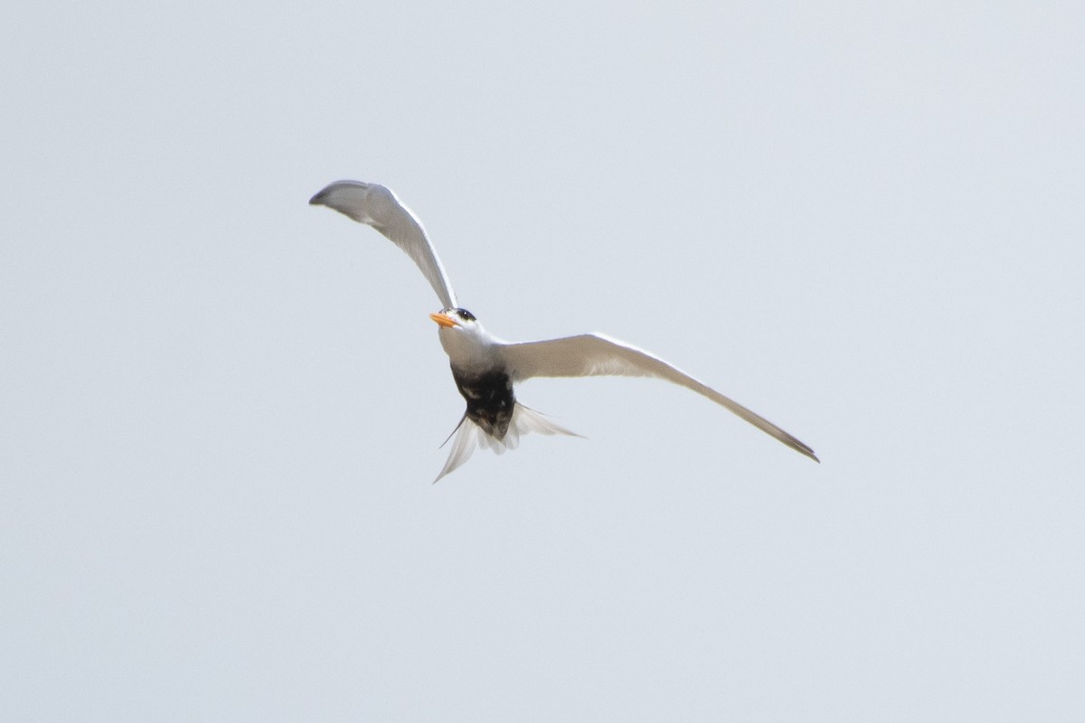 Black-bellied Tern - ML641043536