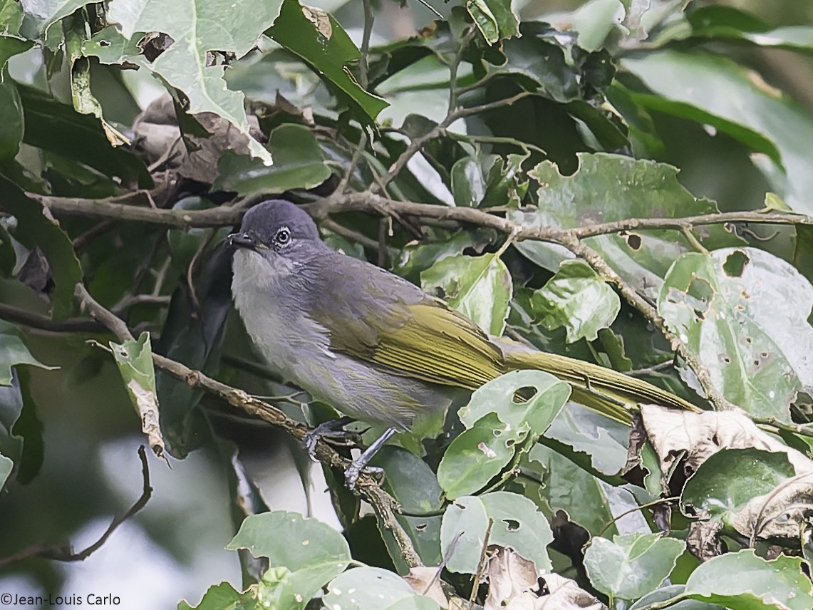 Yellow-streaked Greenbul - ML641043552