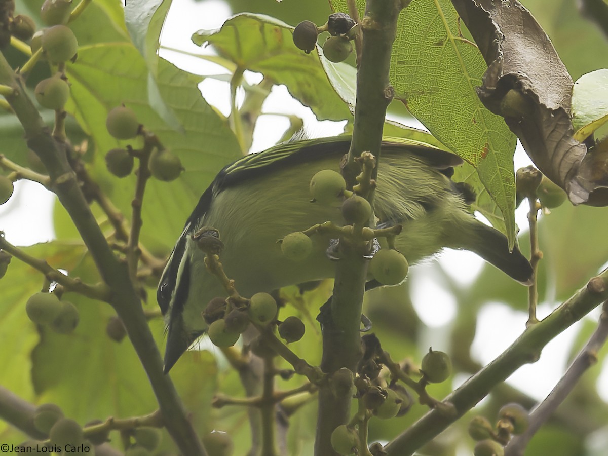 Yellow-rumped Tinkerbird - ML641043580