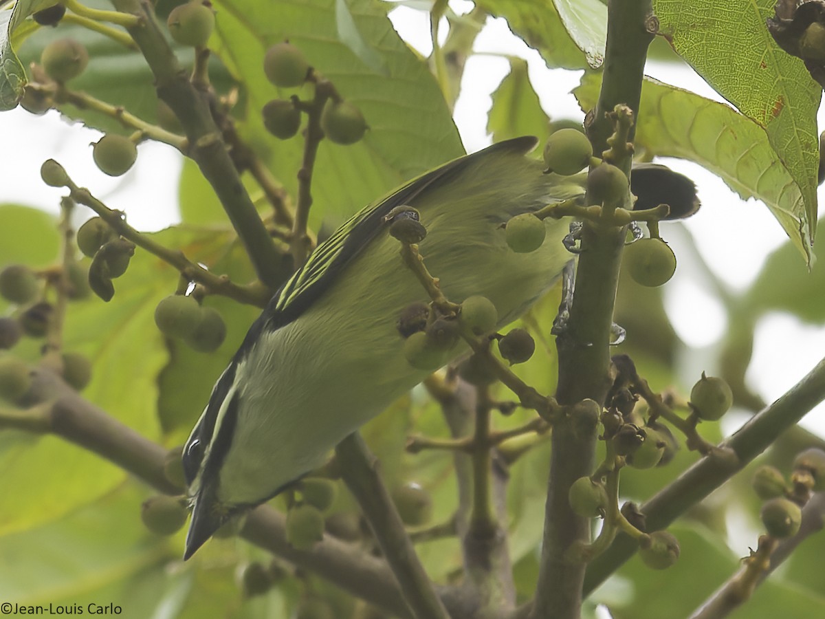 Yellow-rumped Tinkerbird - ML641043581