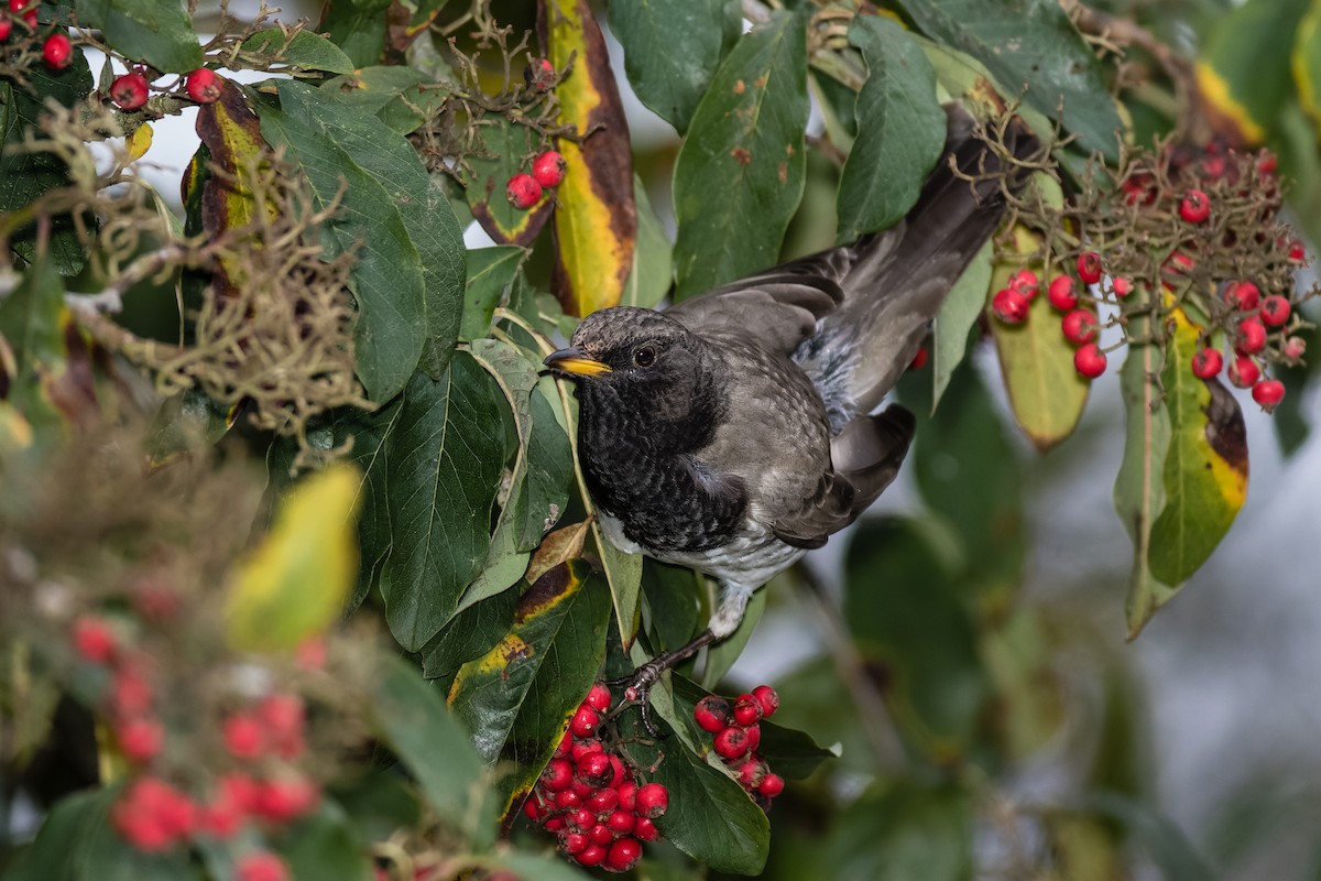 Black-throated Thrush - ML641043598