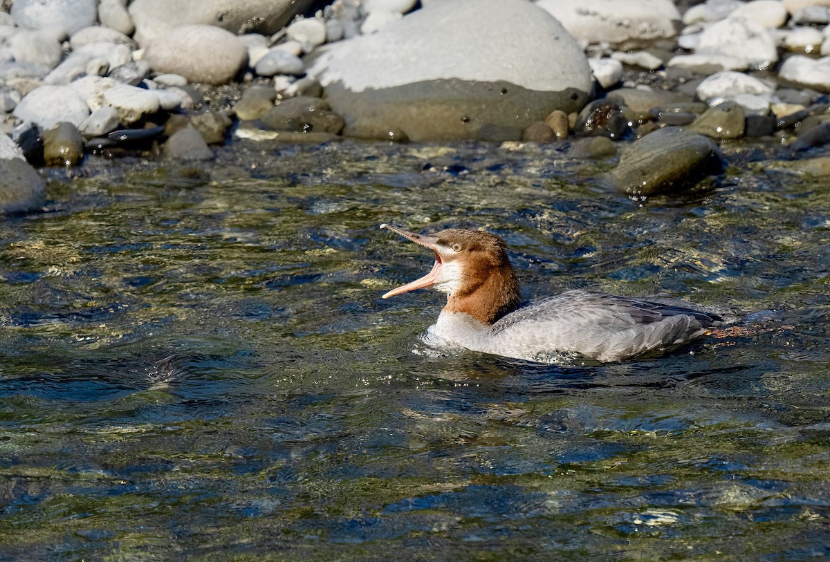 Common Merganser - ML641043605