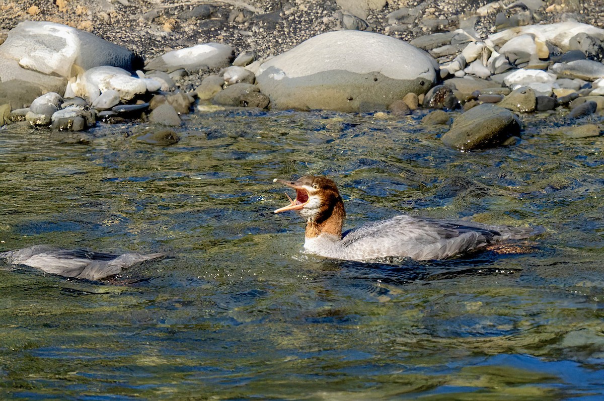 Common Merganser - ML641043606