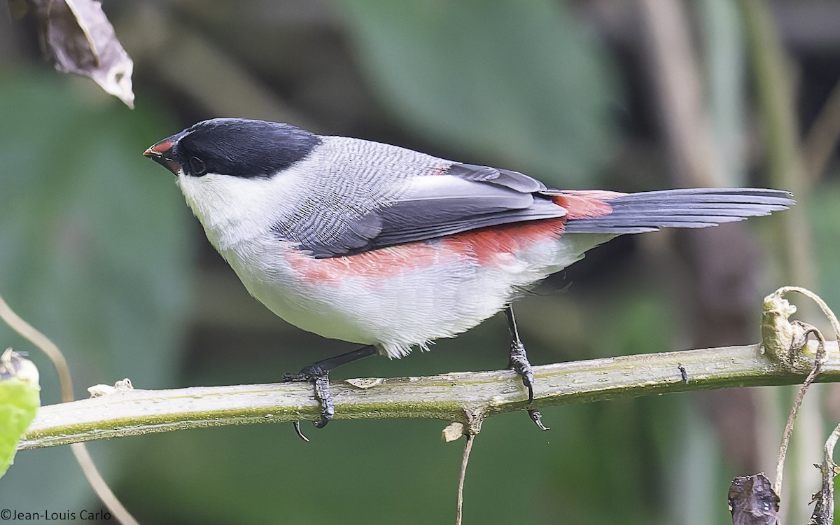 Black-crowned Waxbill - ML641043638