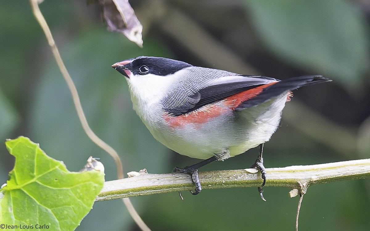 Black-crowned Waxbill - ML641043639
