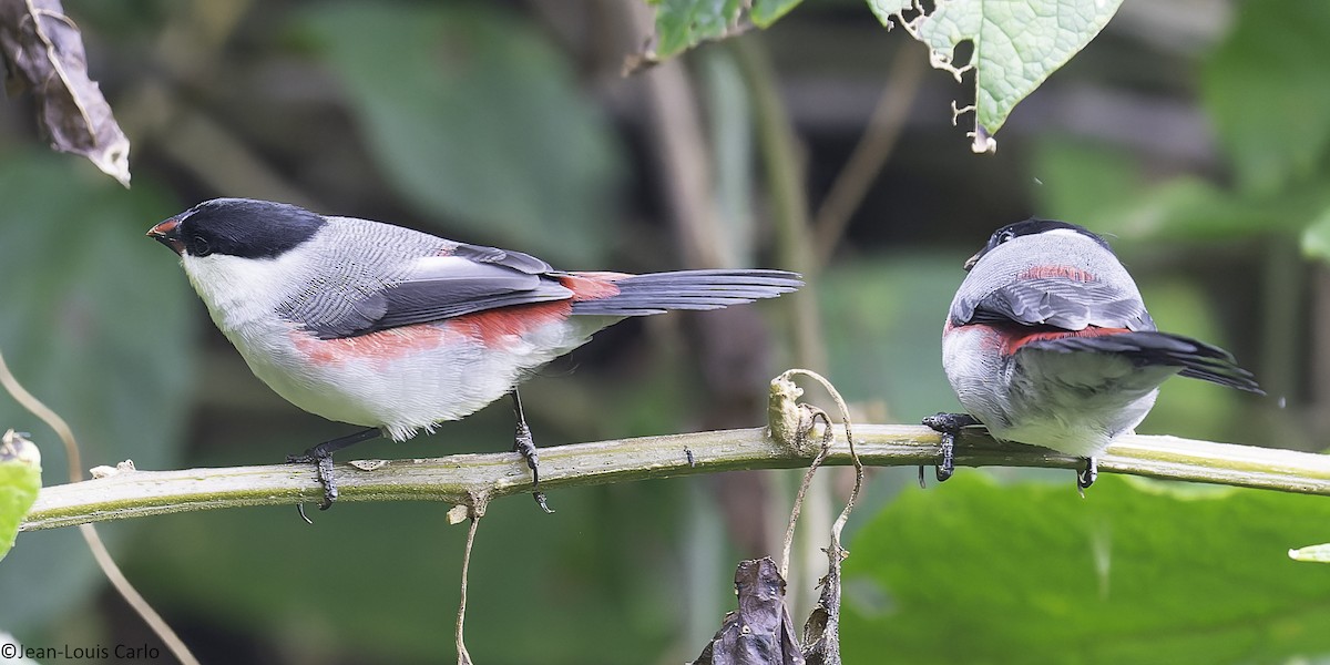 Black-crowned Waxbill - ML641043640