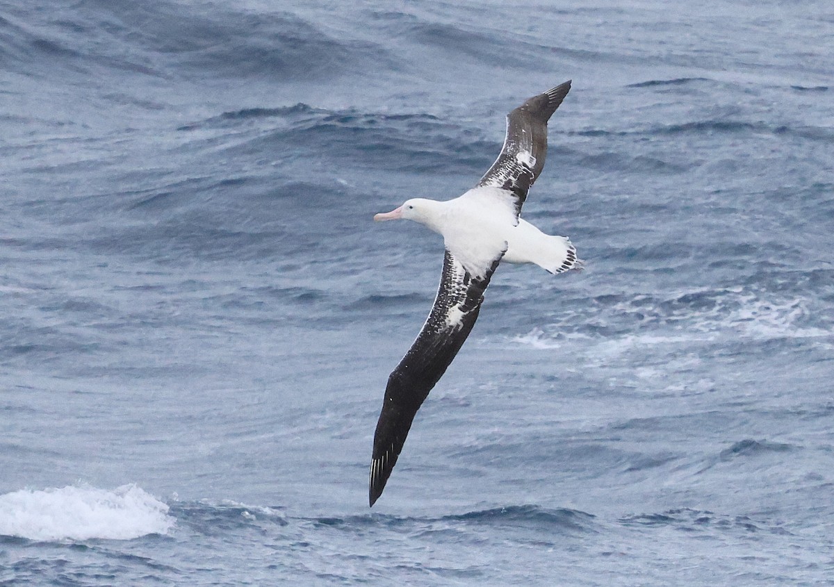 Albatros bidaiaria - ML641043641