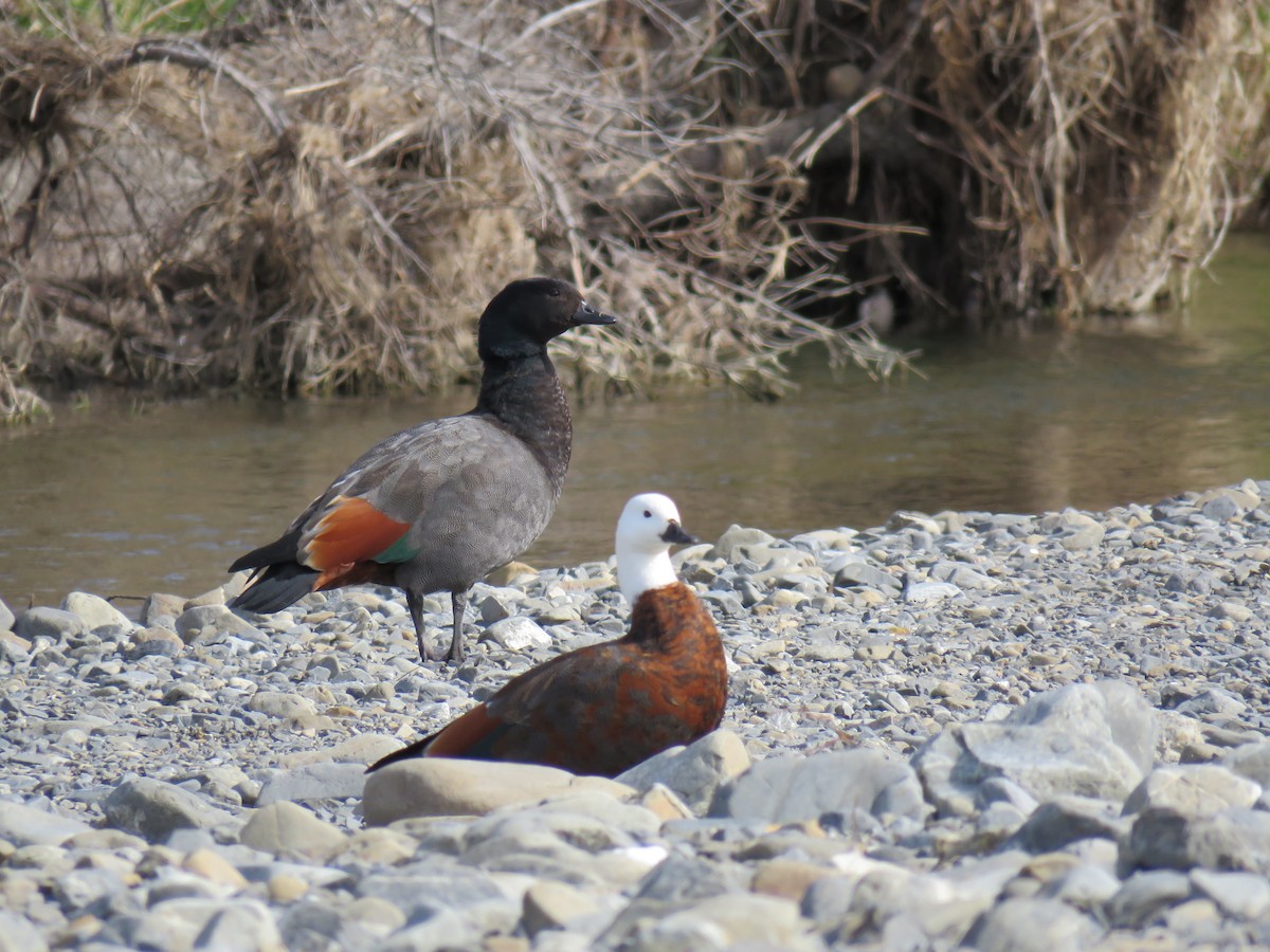 Paradise Shelduck - ML641043649