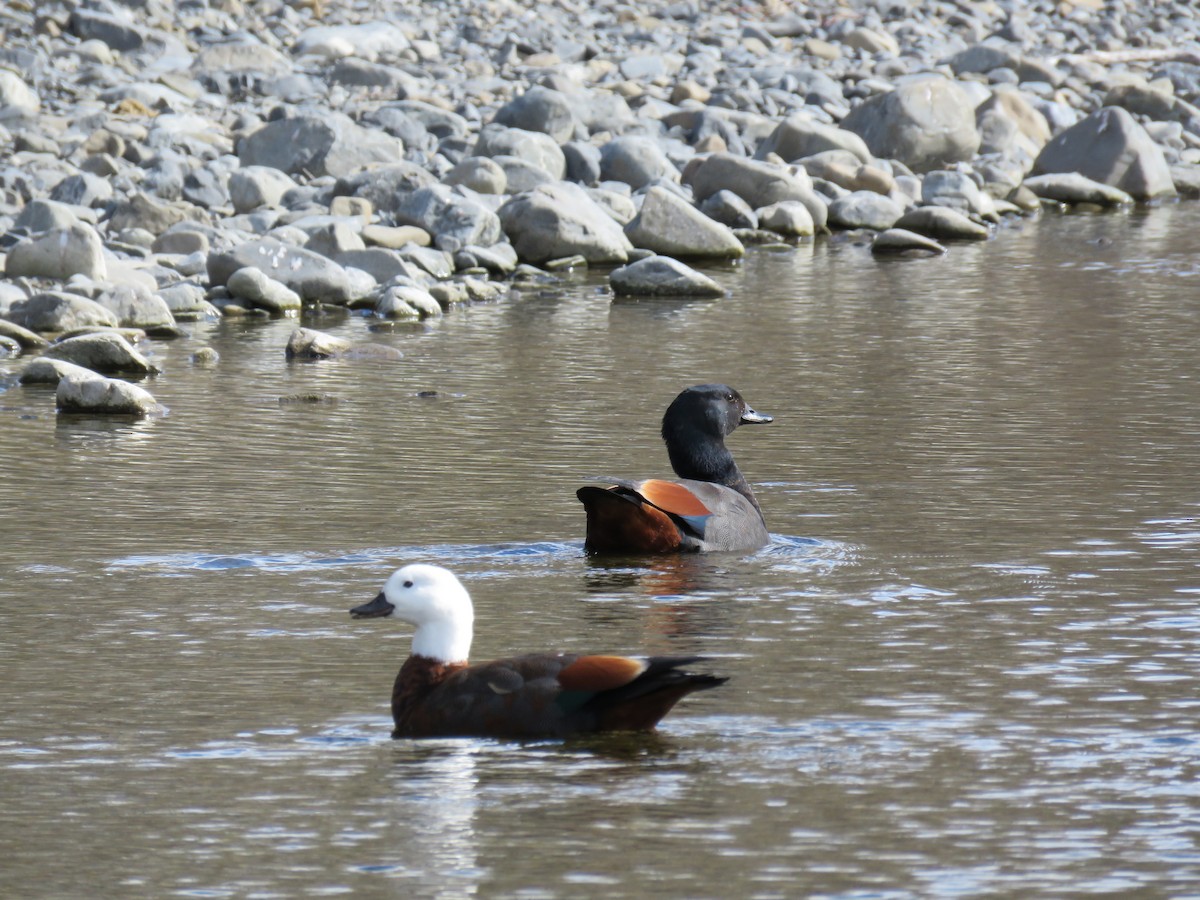 Paradise Shelduck - ML641043651