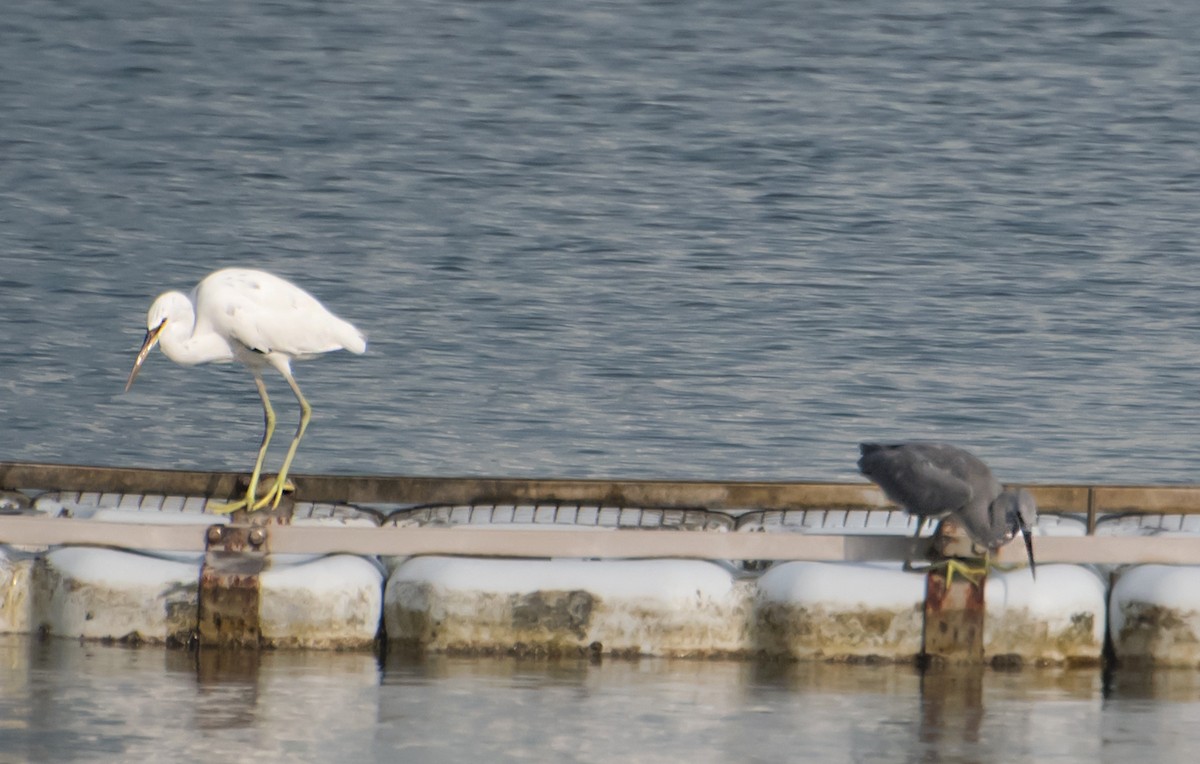 Western Reef-Heron - ML641043652