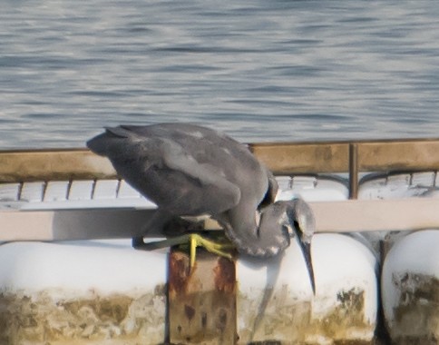 Western Reef-Heron - ML641043653