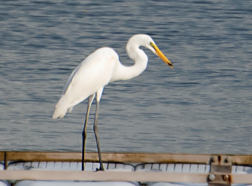 Great Egret - ML641043658