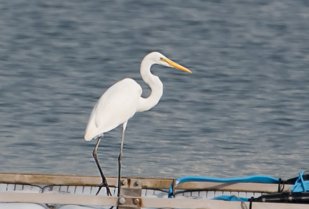 Great Egret - ML641043659