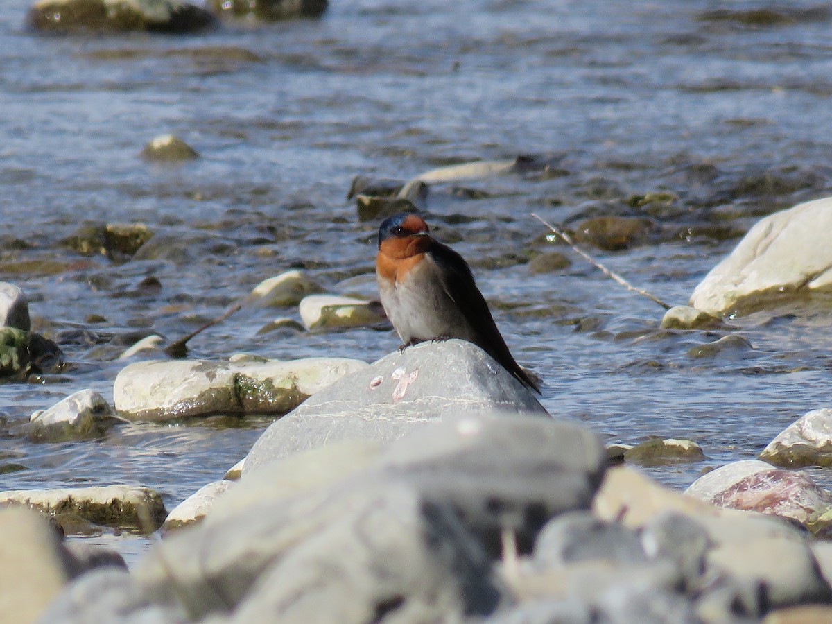 Welcome Swallow - ML641043664