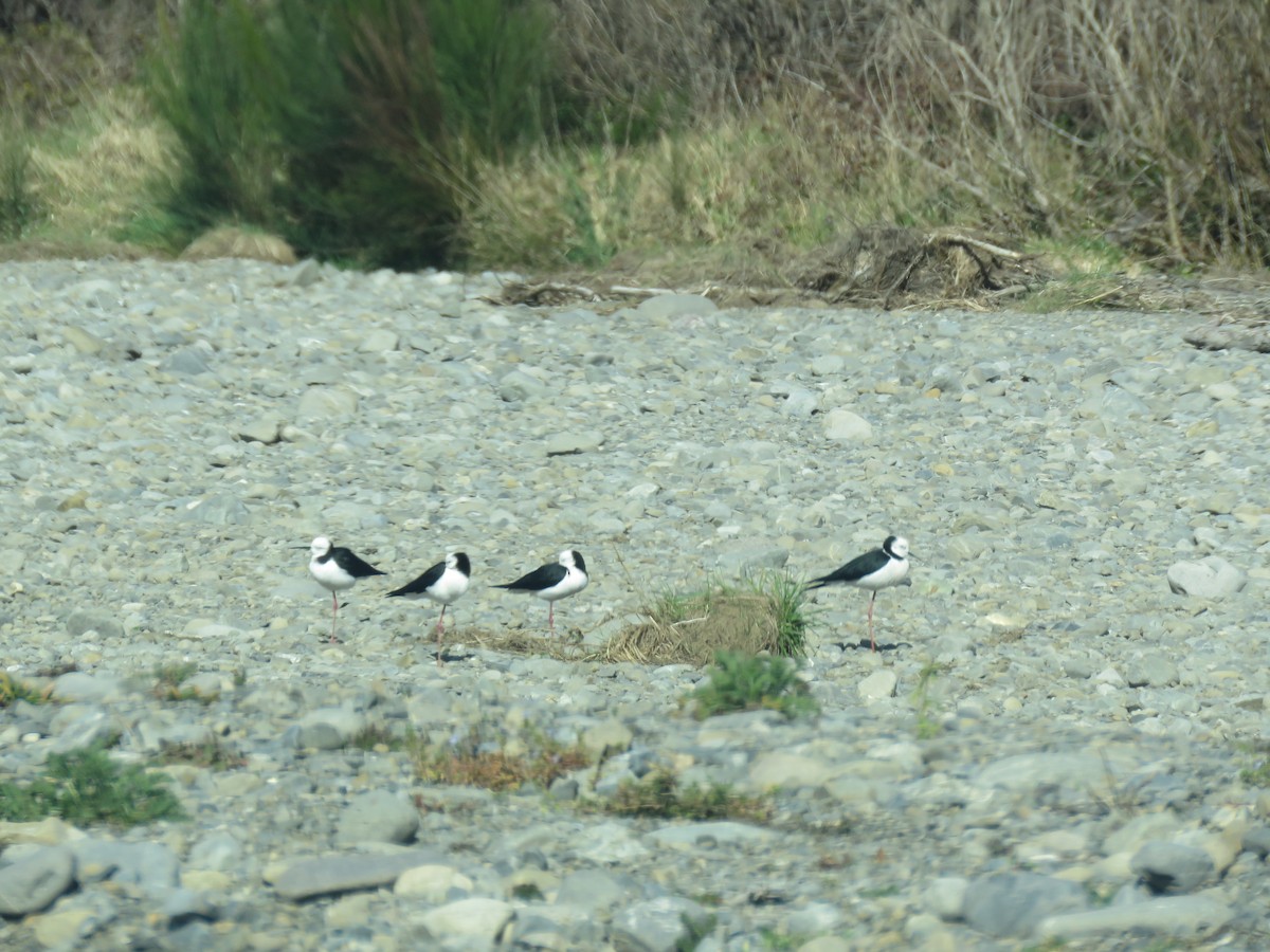 Pied Stilt - ML641043665