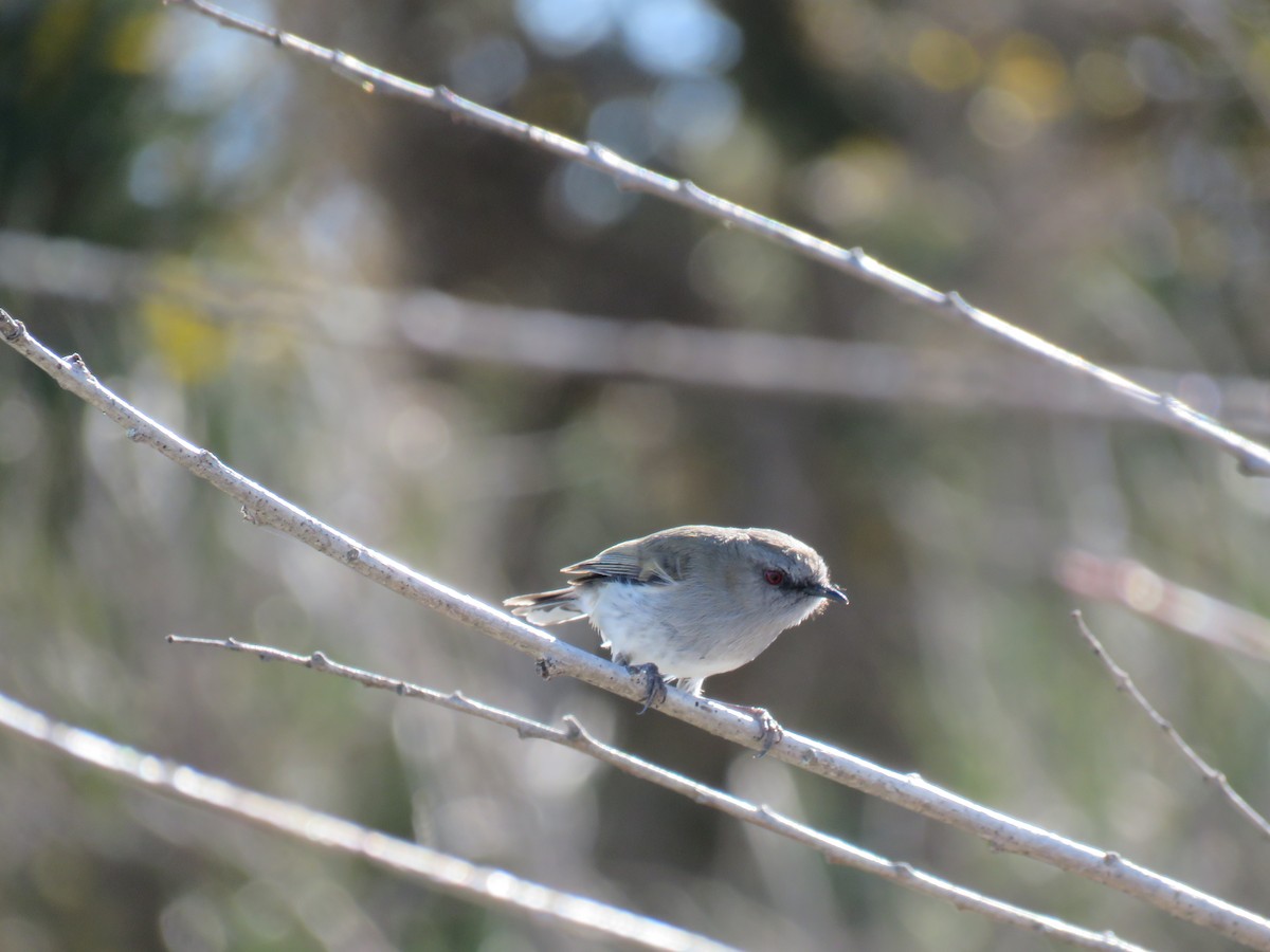 Gray Gerygone - ML641043677