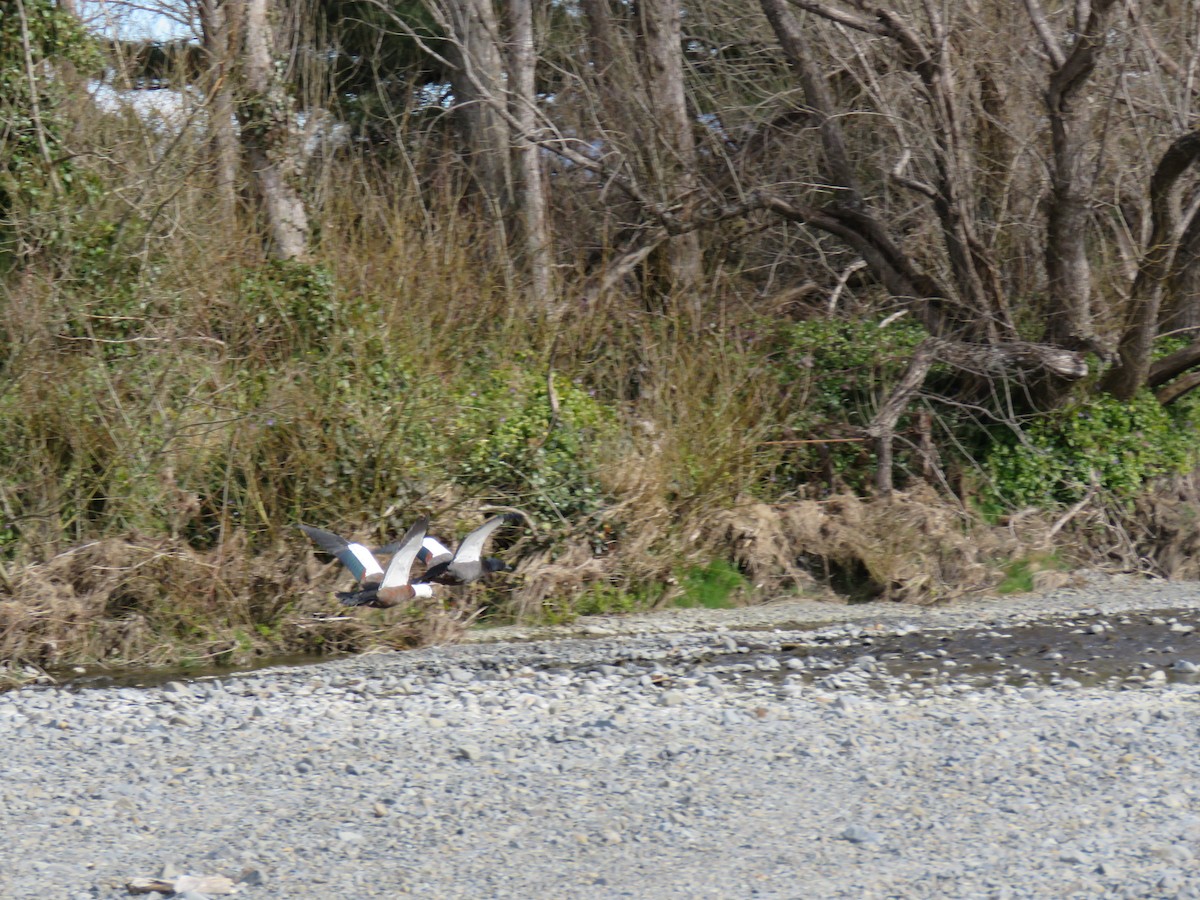 Paradise Shelduck - ML641043694