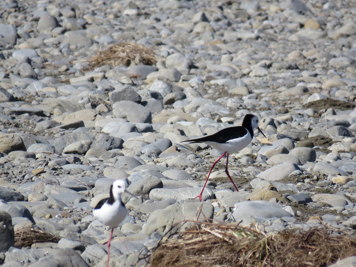 Pied Stilt - ML641043701