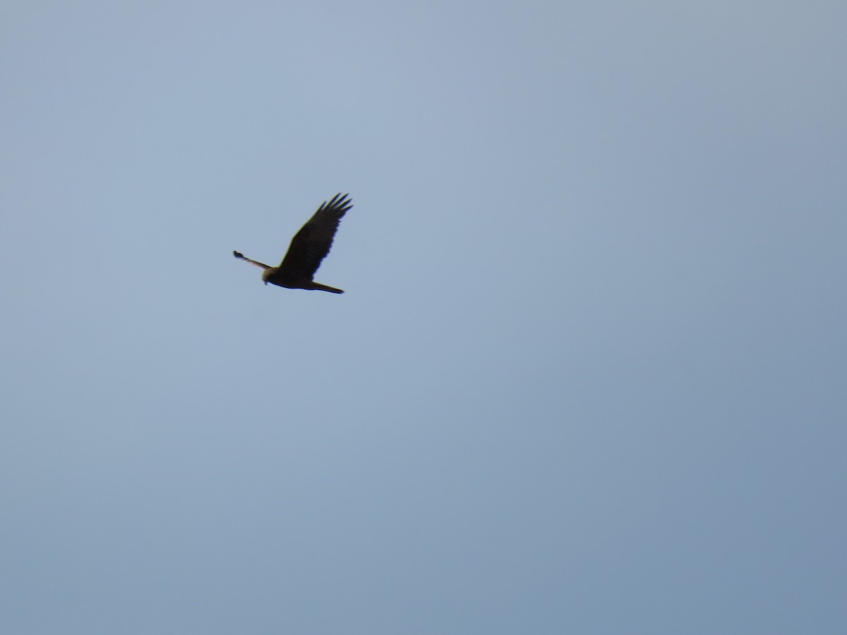 Swamp Harrier - ML641043706