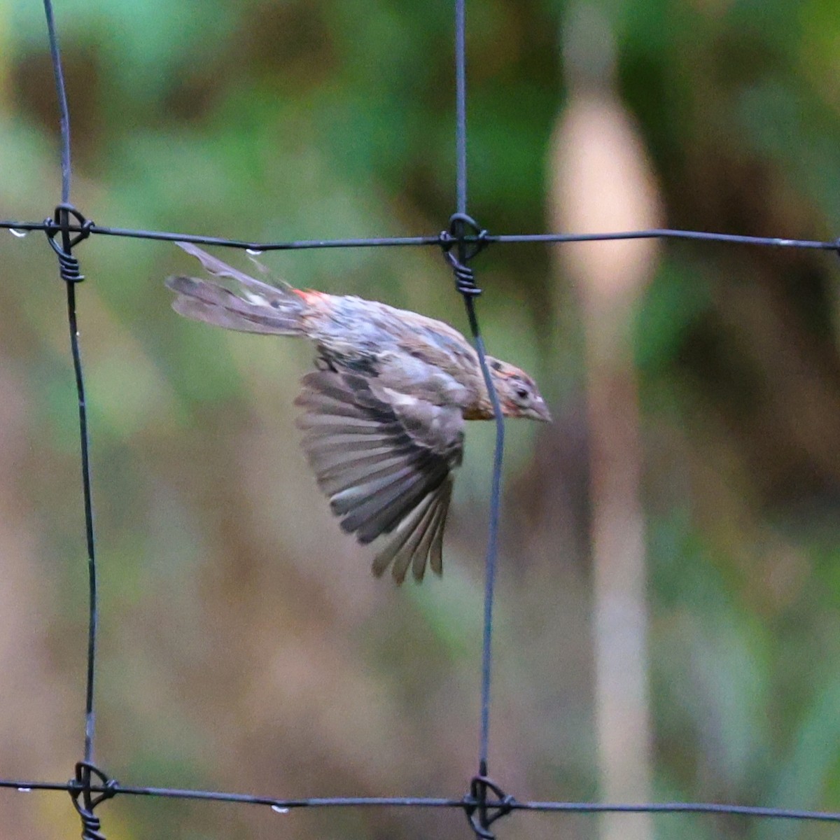 House Finch - ML641043715