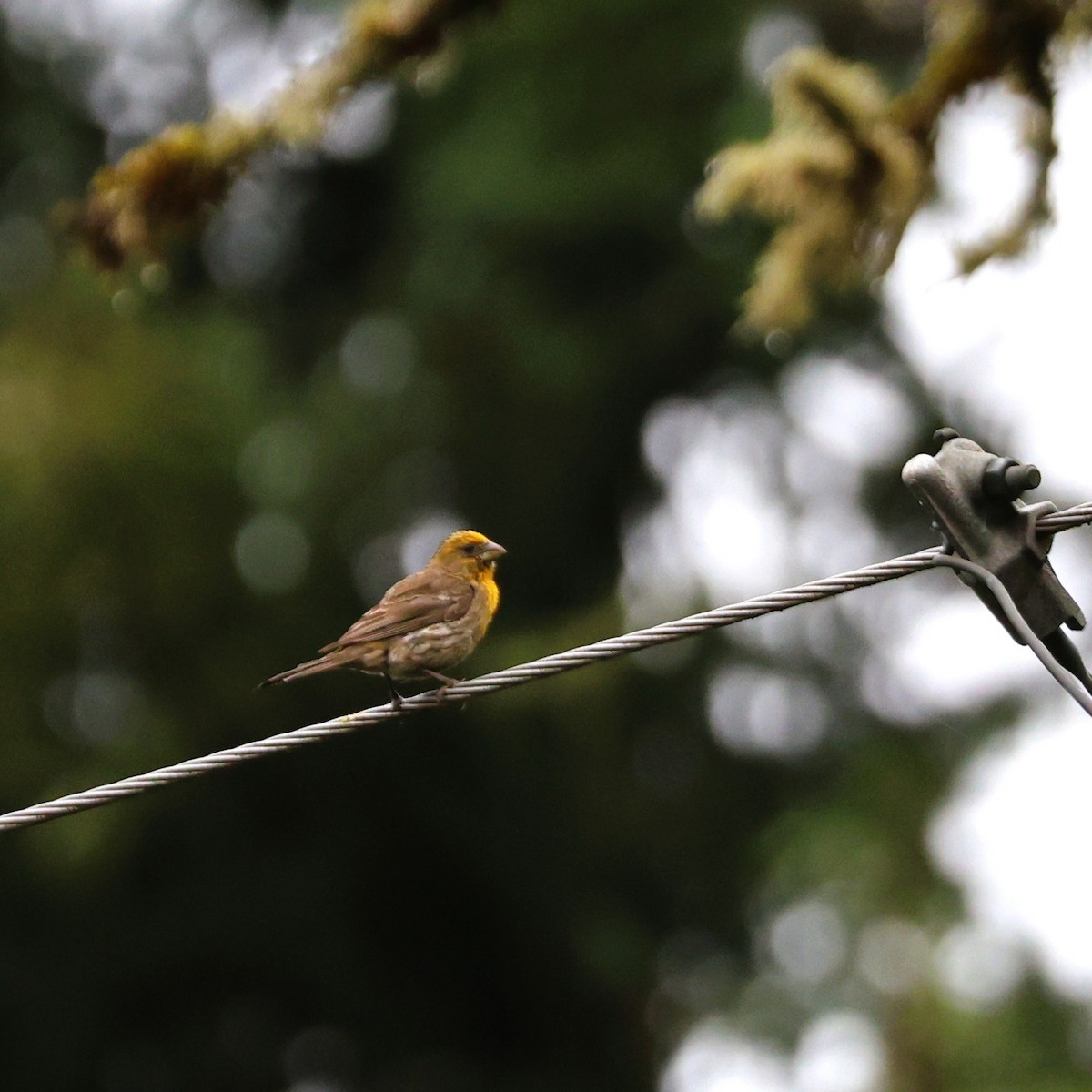 House Finch - ML641043735