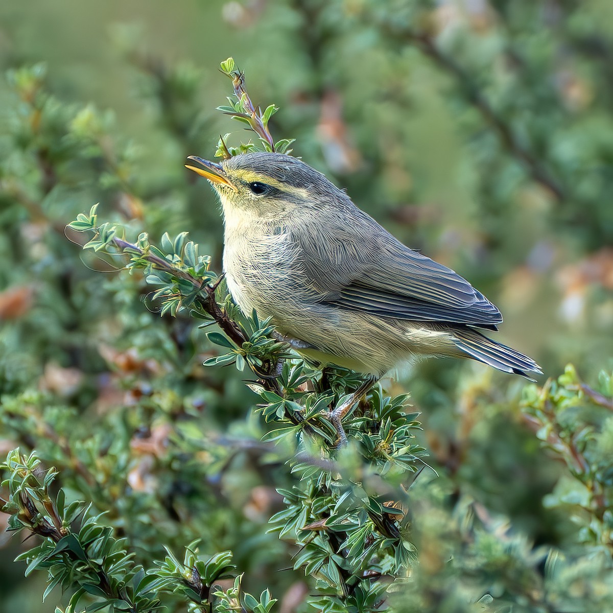 Tickell's Leaf Warbler - ML641043754