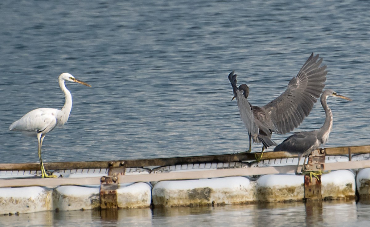 Western Reef-Heron - ML641043756