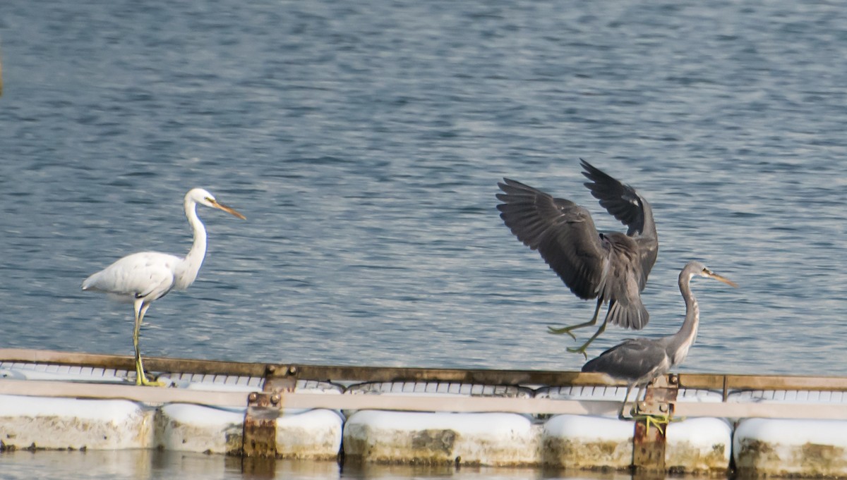 Western Reef-Heron - ML641043757