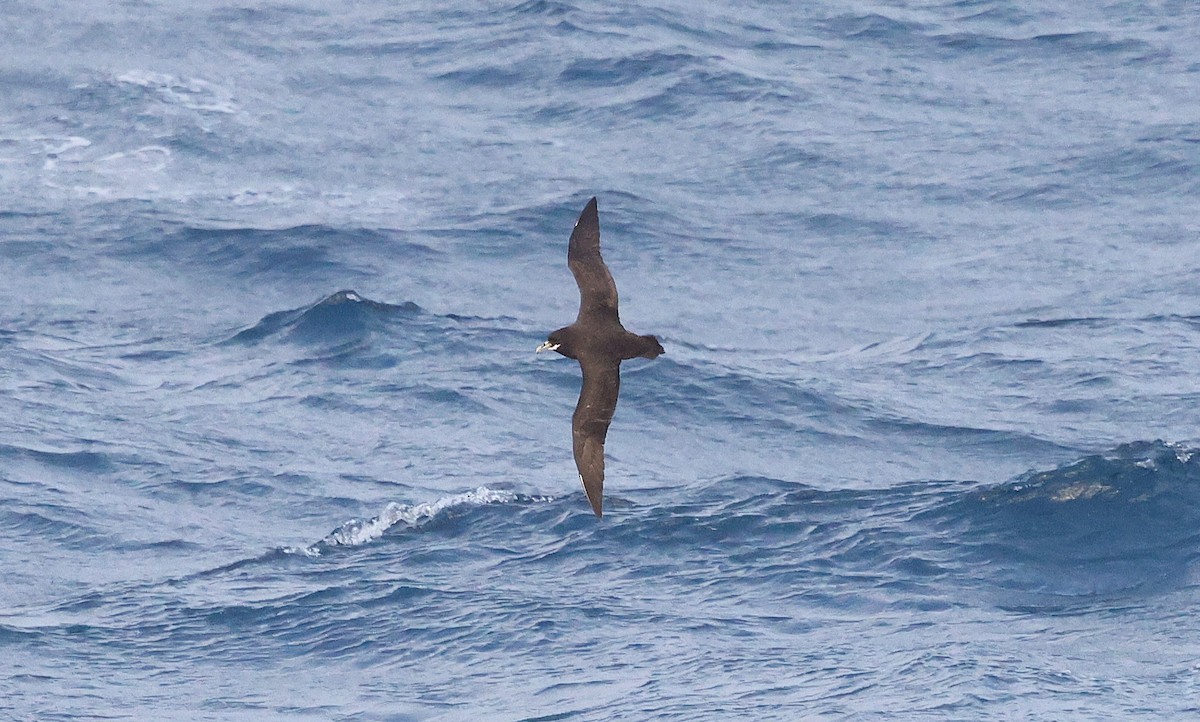 White-chinned Petrel - ML641043759