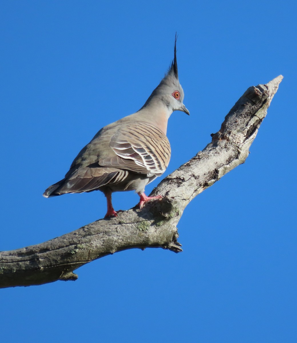 Crested Pigeon - ML641043763