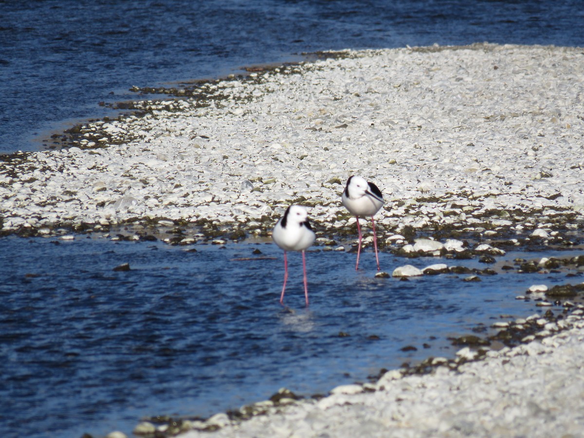Pied Stilt - ML641043767
