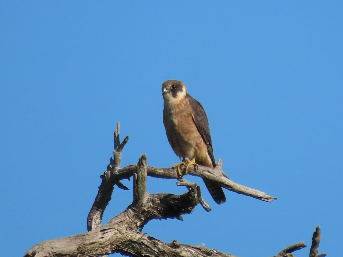 Australian Hobby - ML641043768