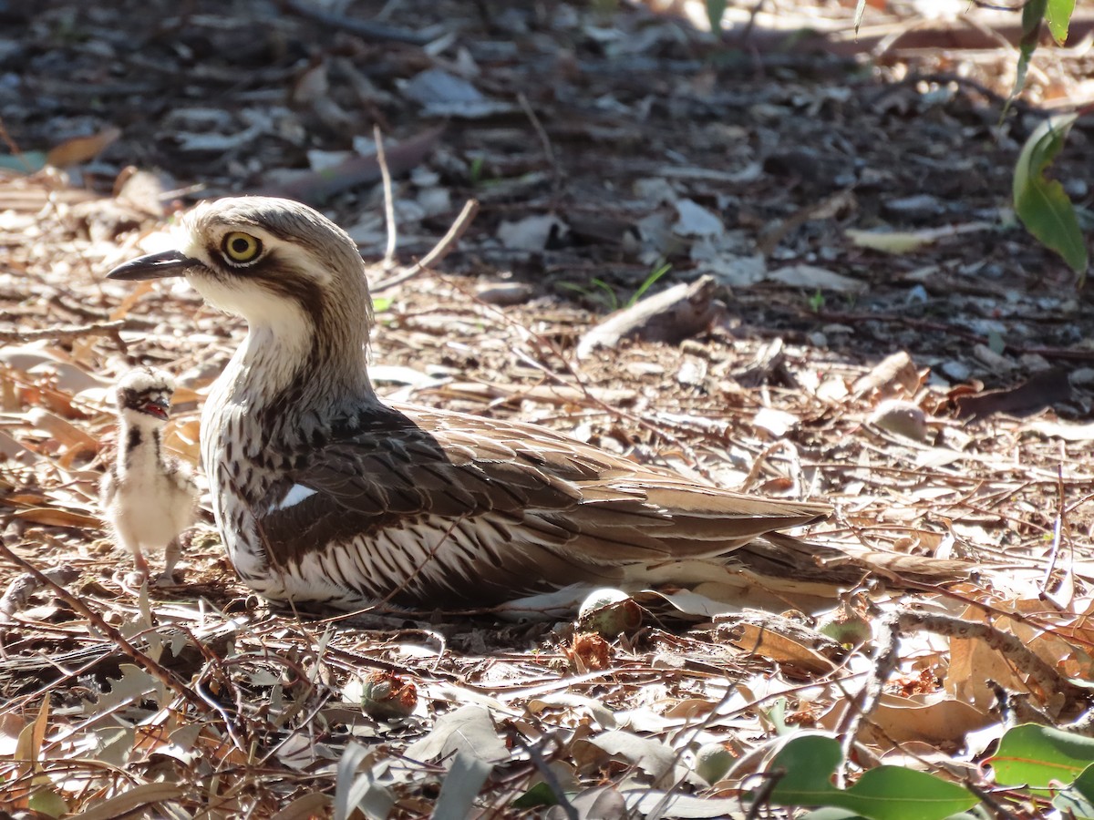 Bush Thick-knee - ML641043784