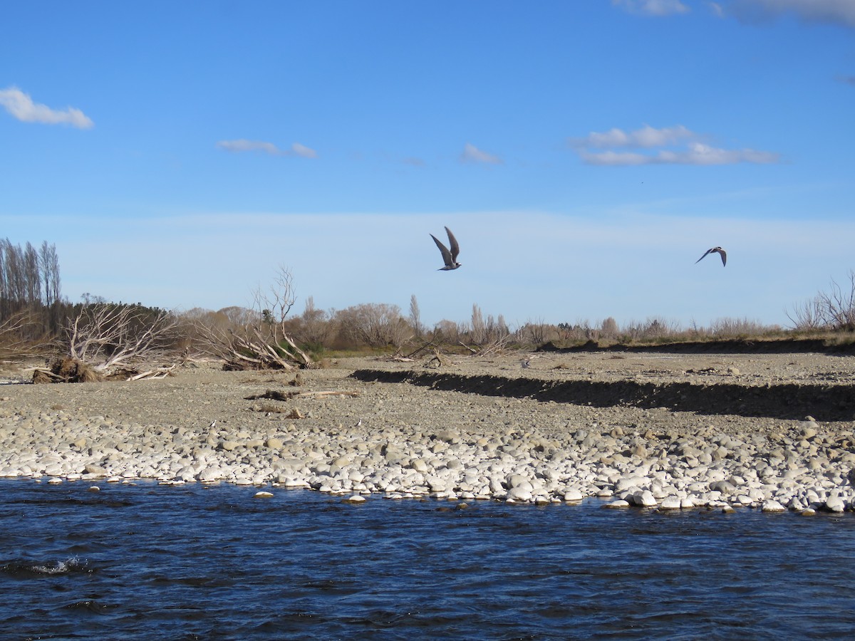 Black-fronted Tern - ML641043788