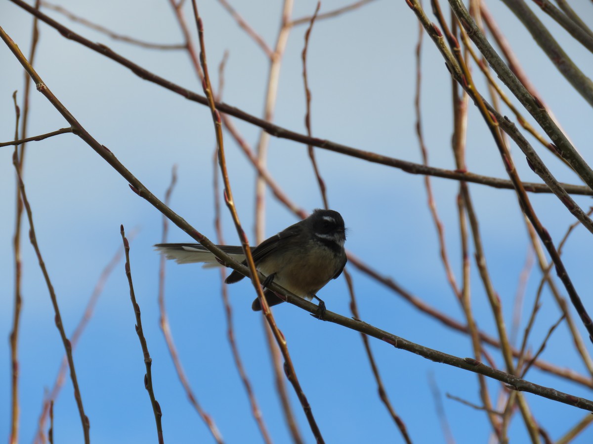 New Zealand Fantail - ML641043792