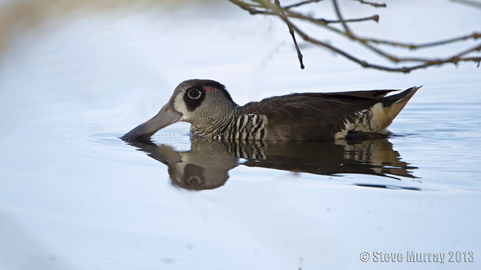 Pink-eared Duck - ML64104381